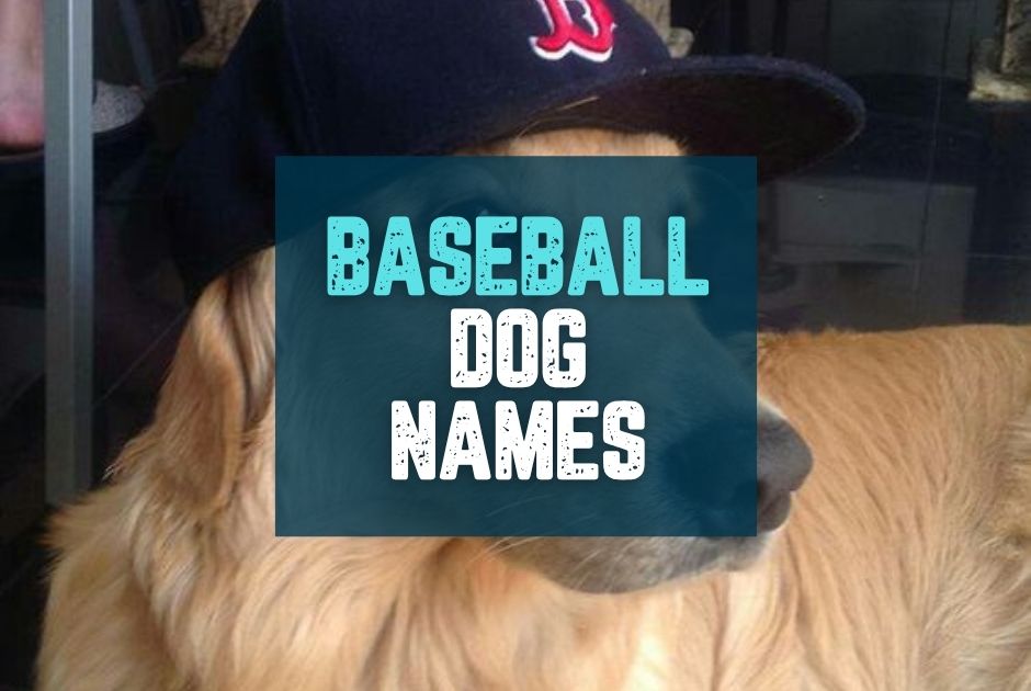 Collection of Baseball Dog Names: A Comprehensive List Of Ideas in a gallery layout