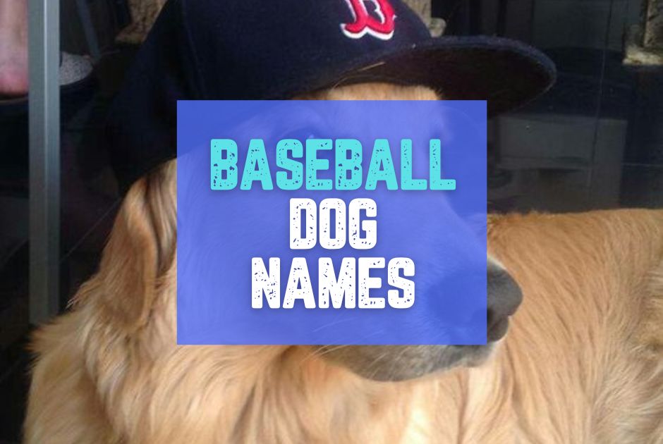 Collection of baseball dog names in a gallery layout