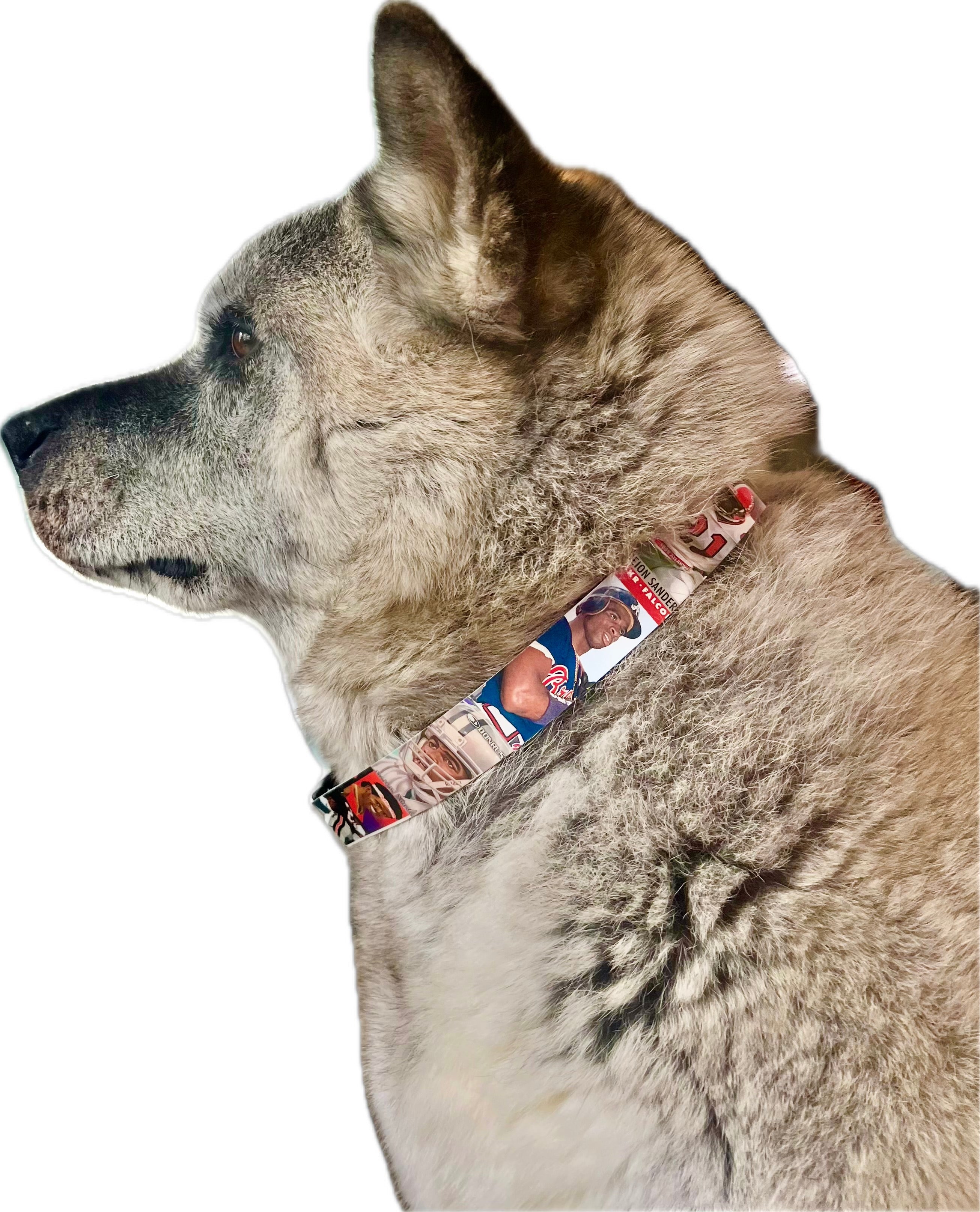 Collection of Dog wearing a collar with multiple dog tags on a white background in a gallery layout
