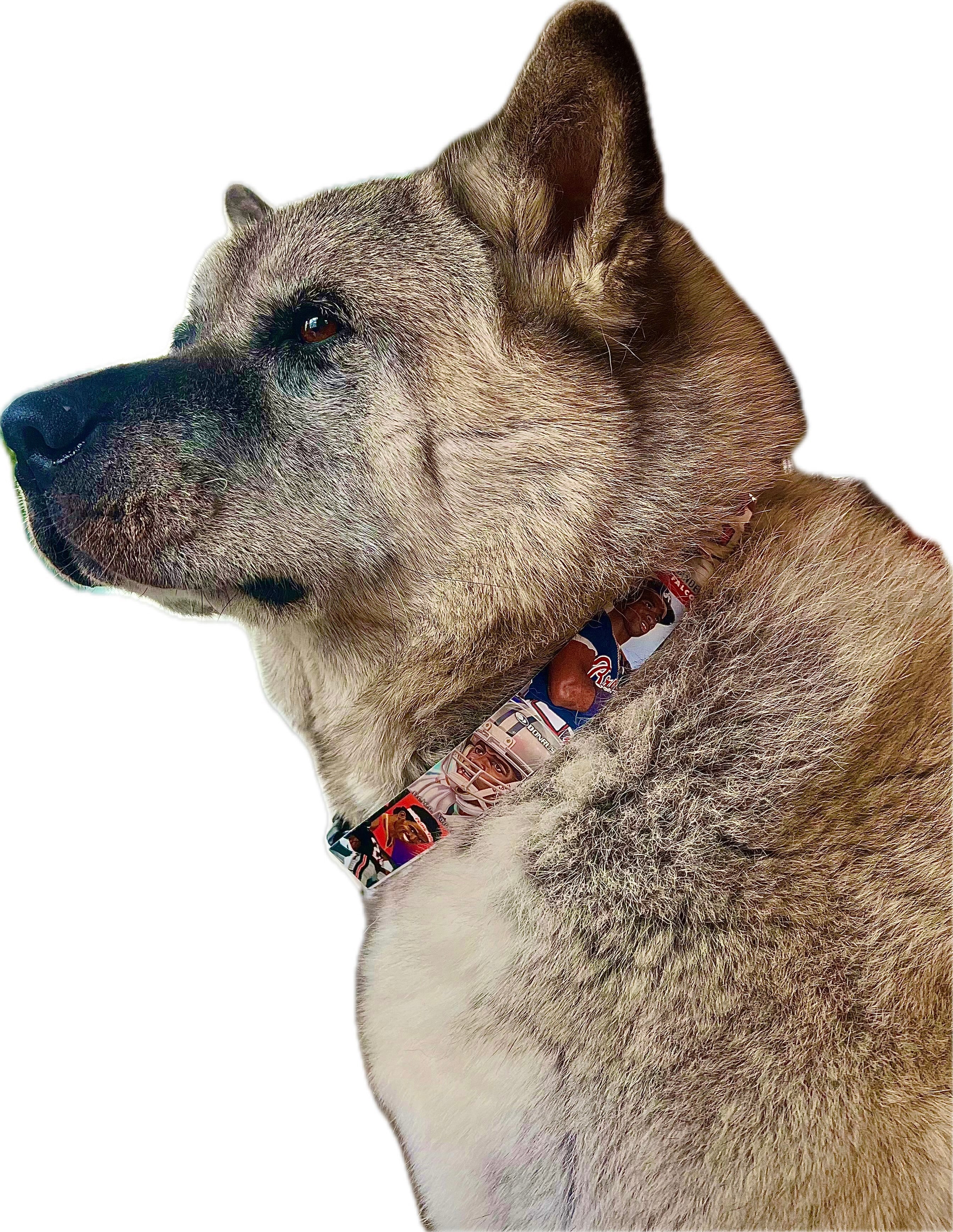 Collection of Dog wearing a colorful collar on a white background in a gallery layout