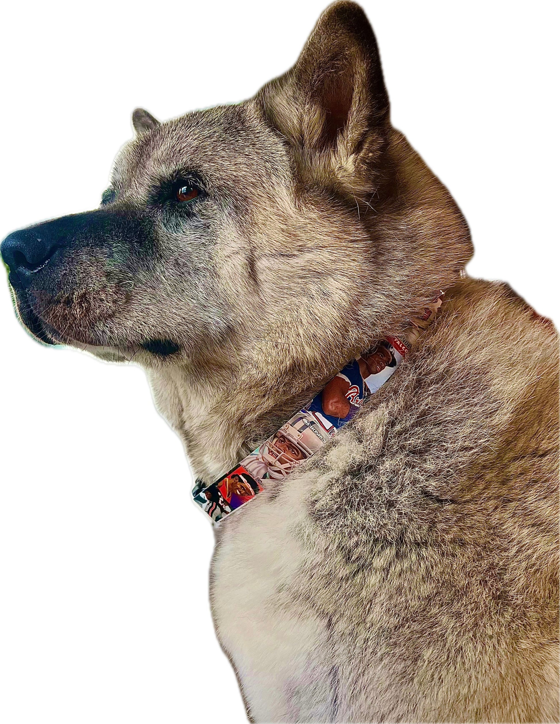 Dog wearing a colorful collar on a white background